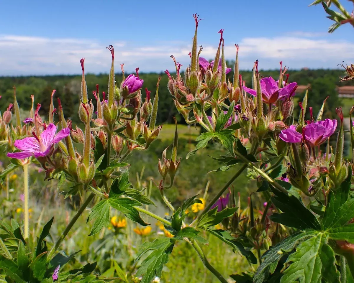sticky-purple-geranium-seeds-geranium-viscosissimum Sticky Purple Geranium Seeds (Geranium viscosissimum)