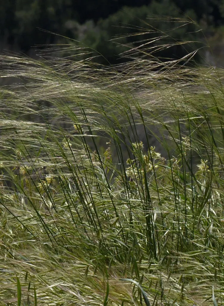 stipa-cernua-nodding-needlegrass-seed Stipa cernua - Nodding Needlegrass (Seed)
