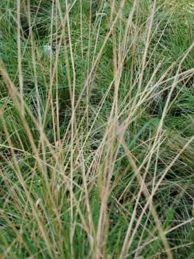 stipa-lepida-foothill-needlegrass-seed Stipa lepida - Foothill Needlegrass (Seed)