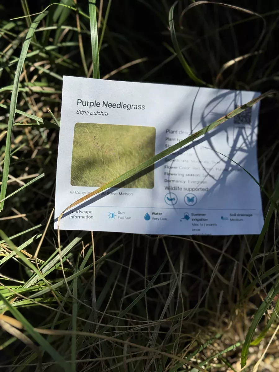 Stipa pulchra, Purple Needlegrass