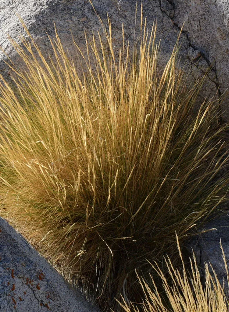 stipa-speciosa-desert-needle-grass-plant Stipa speciosa - Desert Needle Grass (Plant)