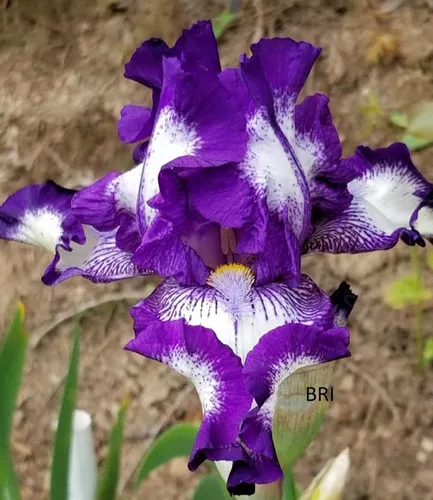 Stitched Beauty