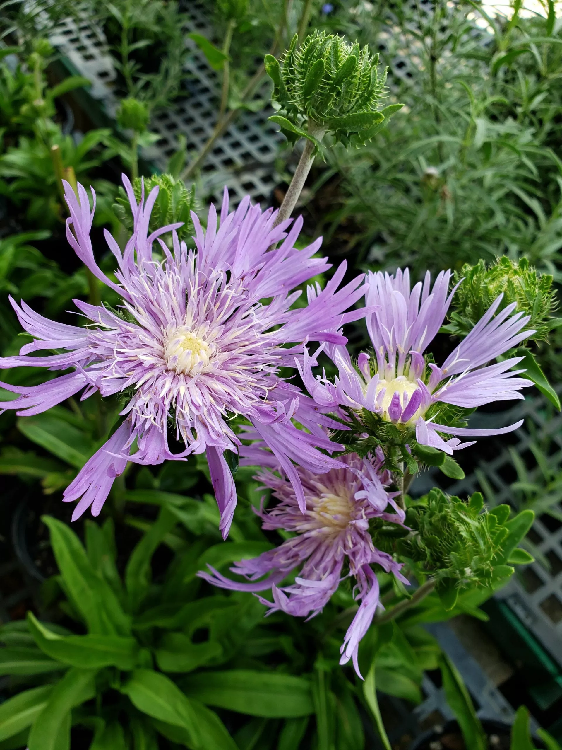stokes-aster Stokes Aster