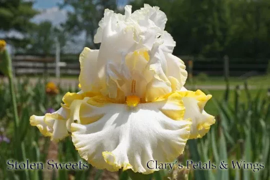 stolen-sweets-2009-tb-fragrant STOLEN SWEETS - 2009 - TB - Fragrant