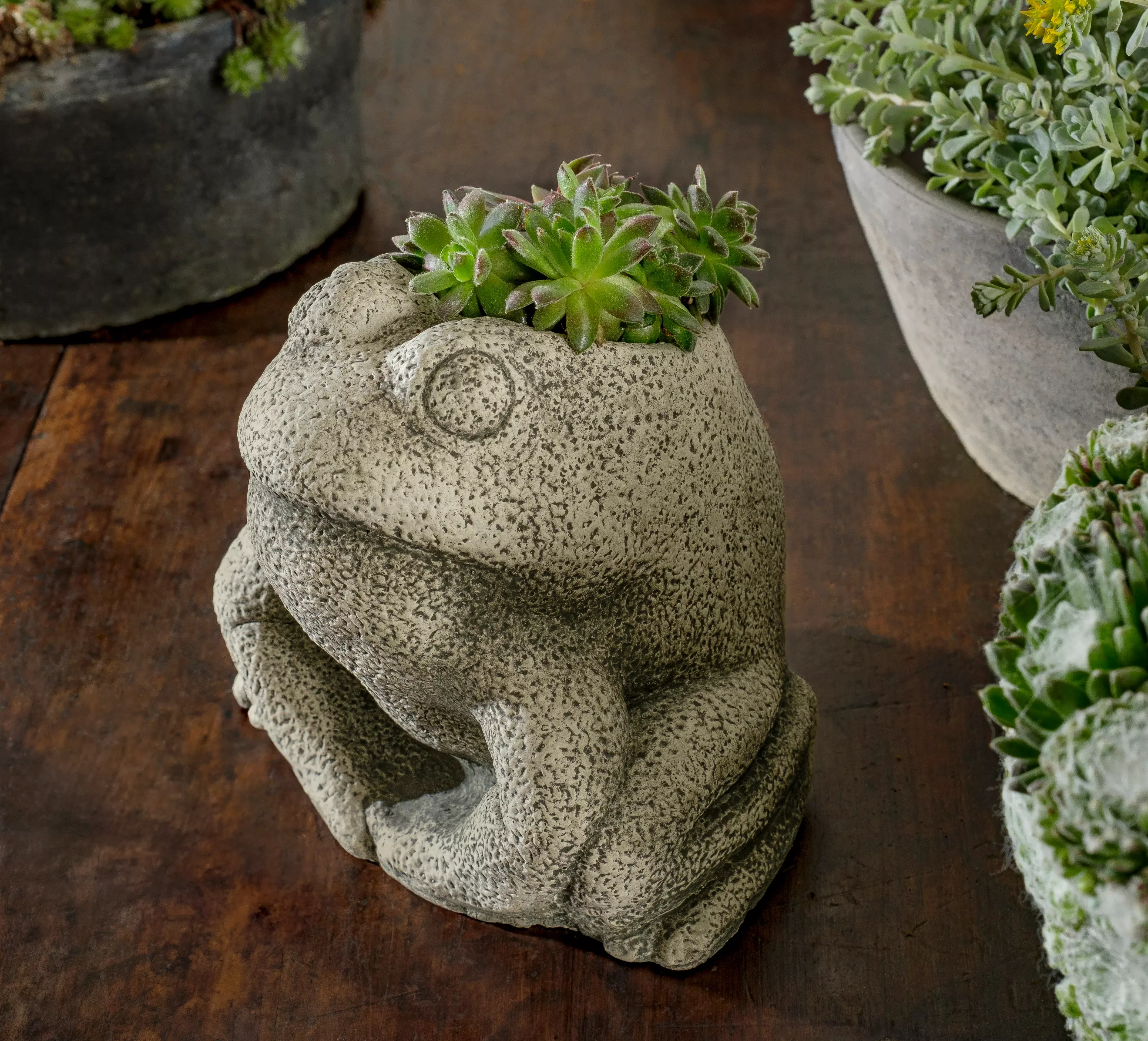 Stone Frog Planter by Campania International