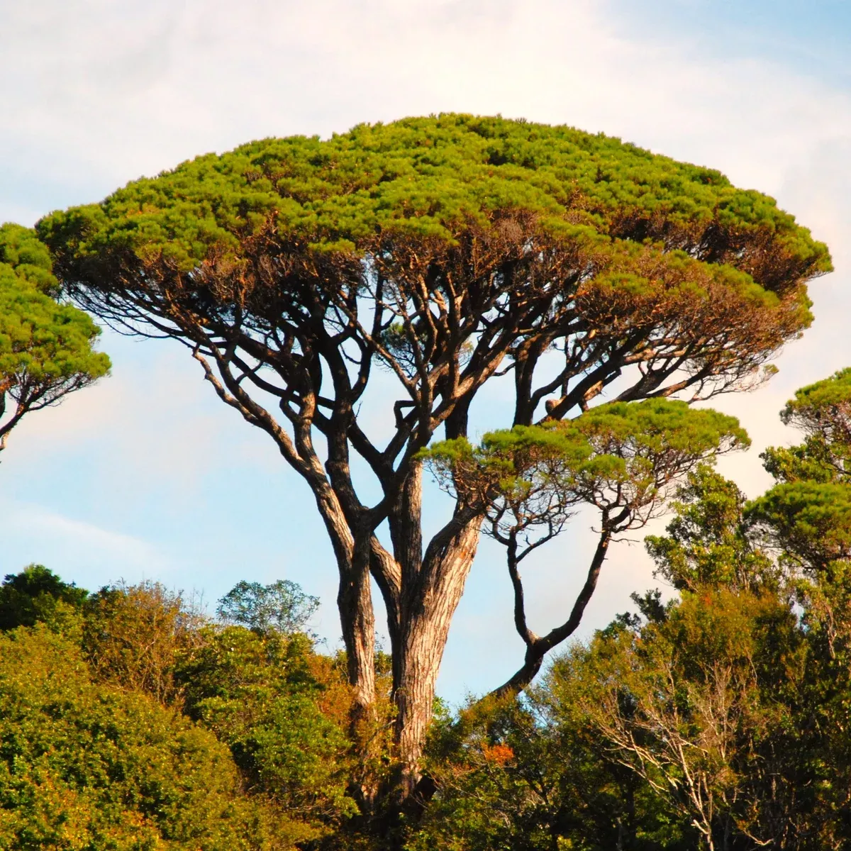 stone-pine-tree Stone Pine Tree