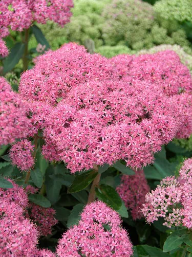 Stonecrop (Abbeydore)