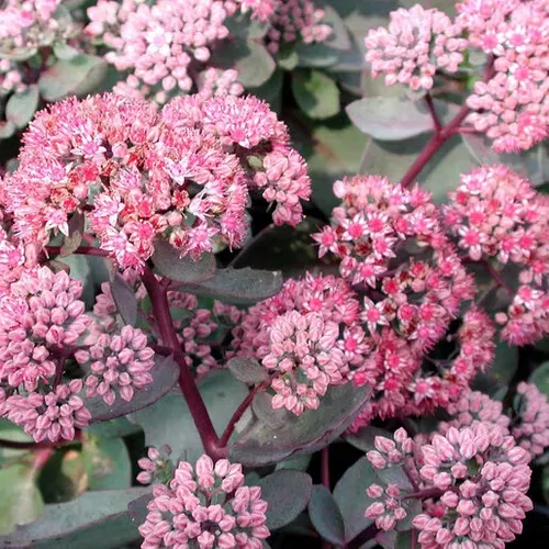 stonecrop-vera-jameson Stonecrop (Vera Jameson)