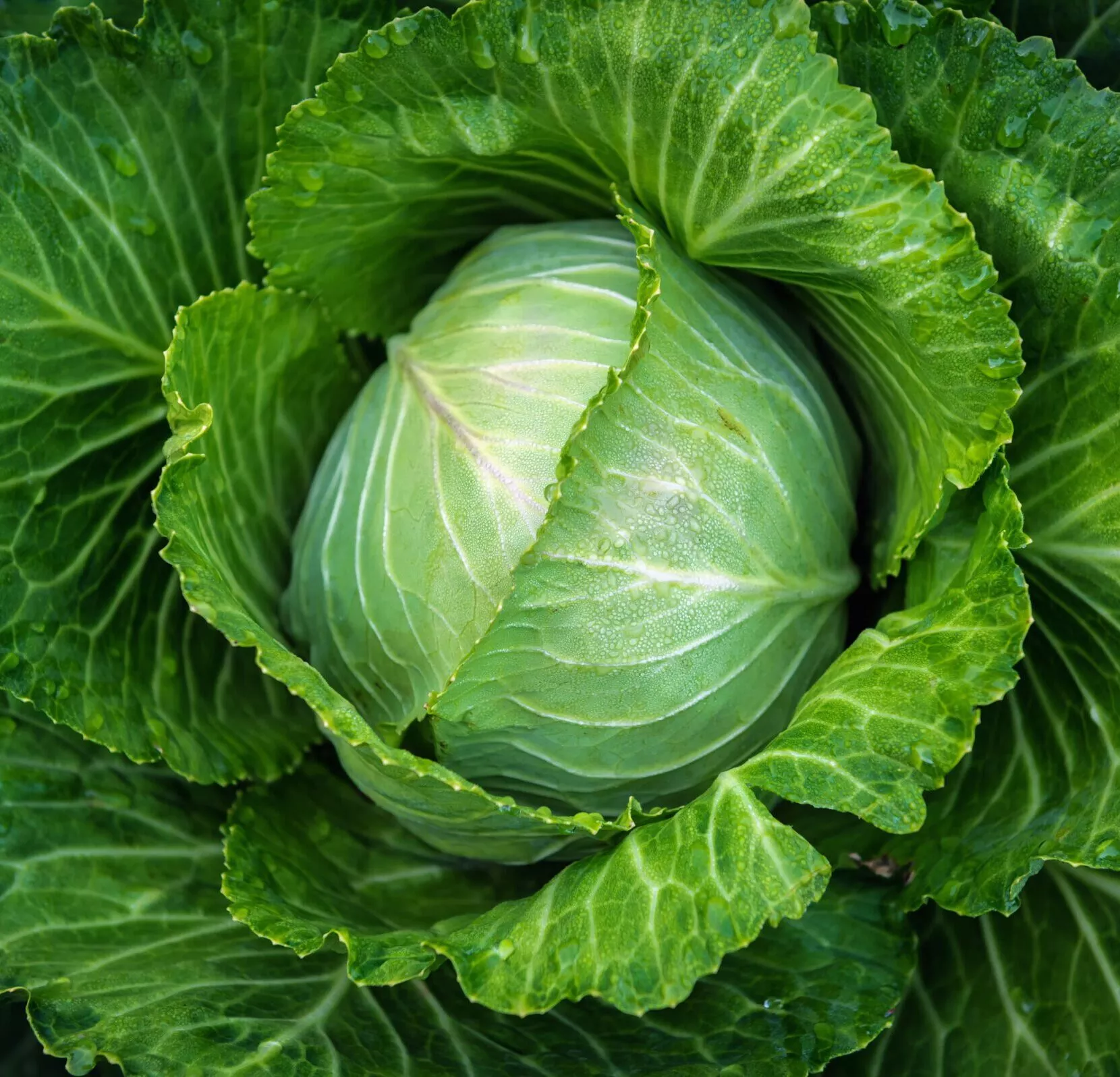 Stonehead Cabbage