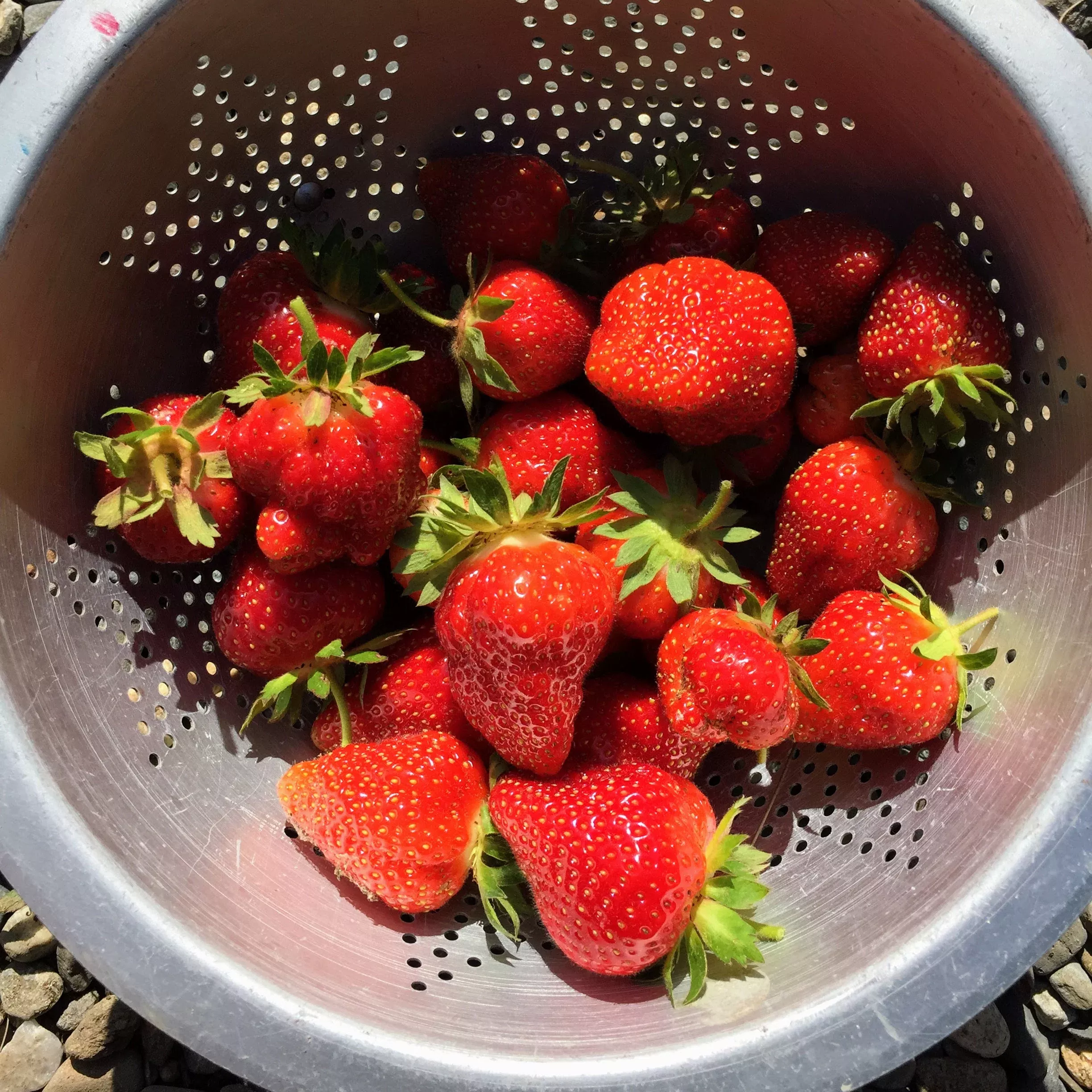 strawberry-albion-ever-bearing-plant Strawberry: Albion (ever-bearing) Plant