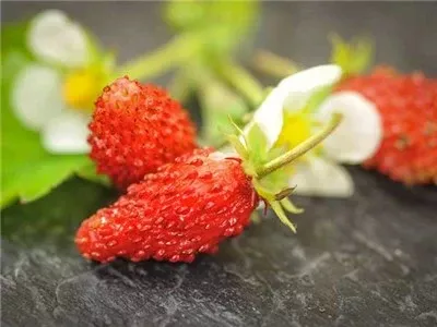 strawberry-alpine-regina Strawberry, Alpine 'Regina'