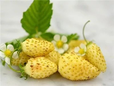 strawberry-alpine-yellow-wonder Strawberry, Alpine 'Yellow Wonder'
