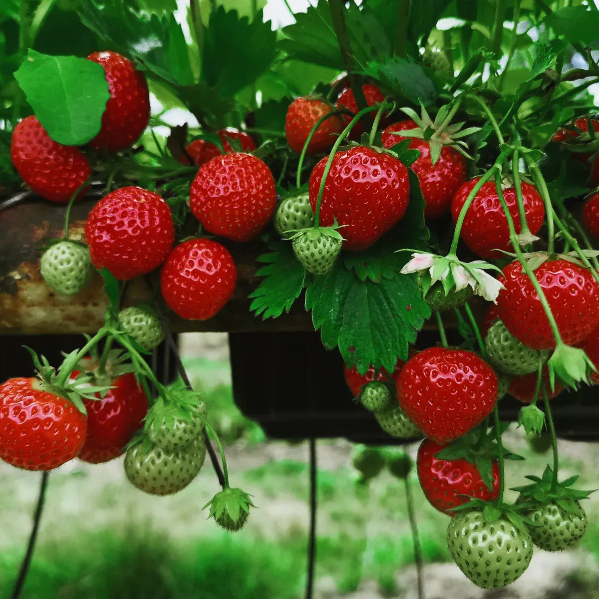 strawberry-chandler-everbearing-gmo-free Strawberry - Chandler - Everbearing - GMO Free