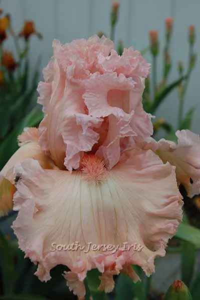 Strawberry Shake- Keppel, 2012