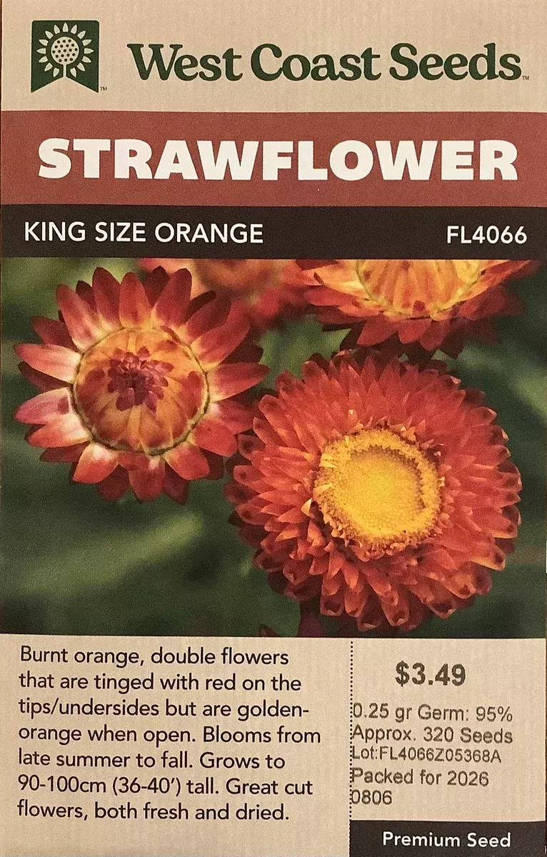Strawflower: King Size Orange