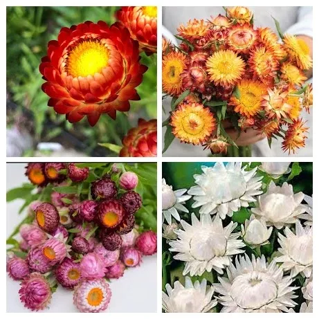 strawflower-variety-4-pack Strawflower Variety 4-pack