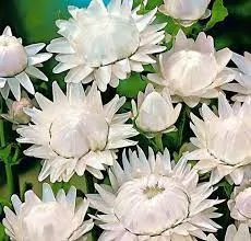 strawflower-vintage-white Strawflower: Vintage White