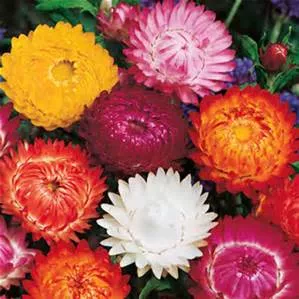 strawflowers Strawflowers