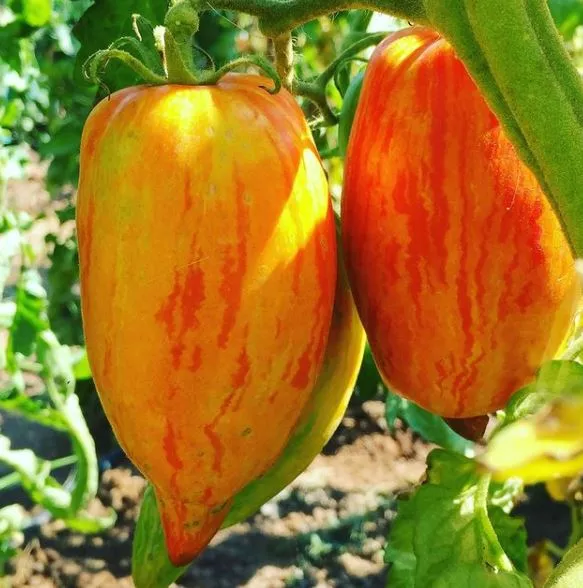 Striped Roman Tomato