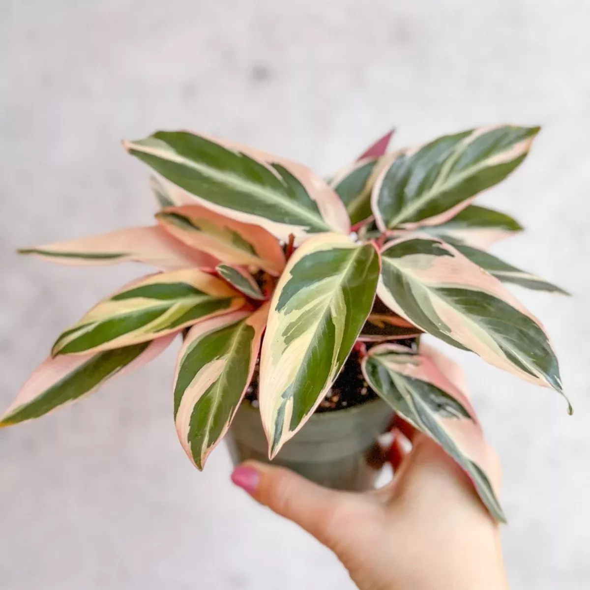 stromanthe-sanguinea-triostar-tri-color-prayer-plant Stromanthe sanguinea Triostar - Tri-Color Prayer Plant