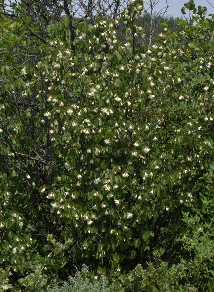 styrax-redivivus-snowdrop-bush-plant Styrax redivivus - Snowdrop Bush (Plant)