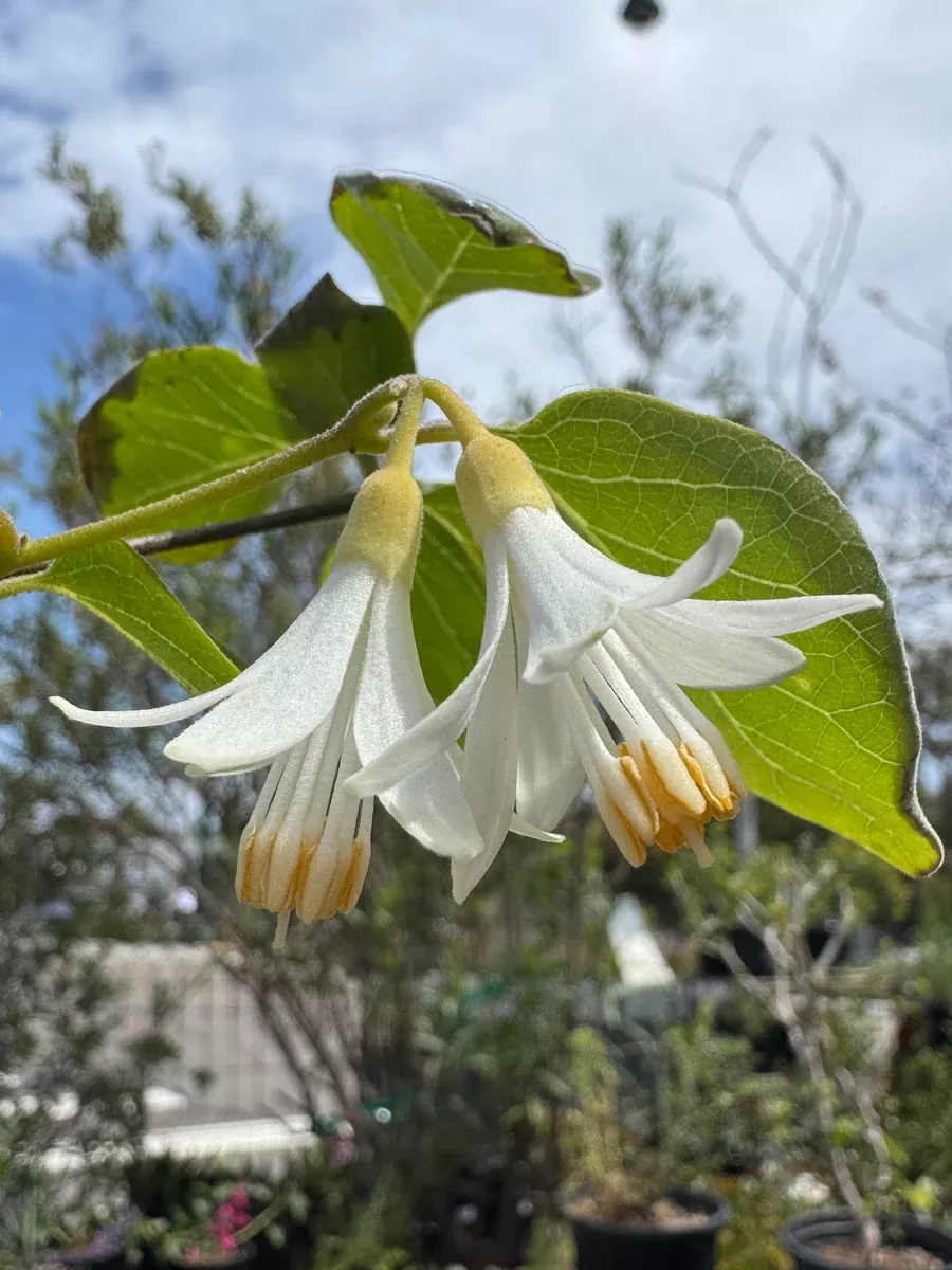 Styrax redivivusCalifornia Snowdrop
