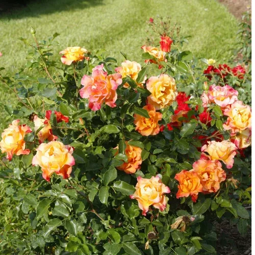 su-orita-rose Suñorita Rose