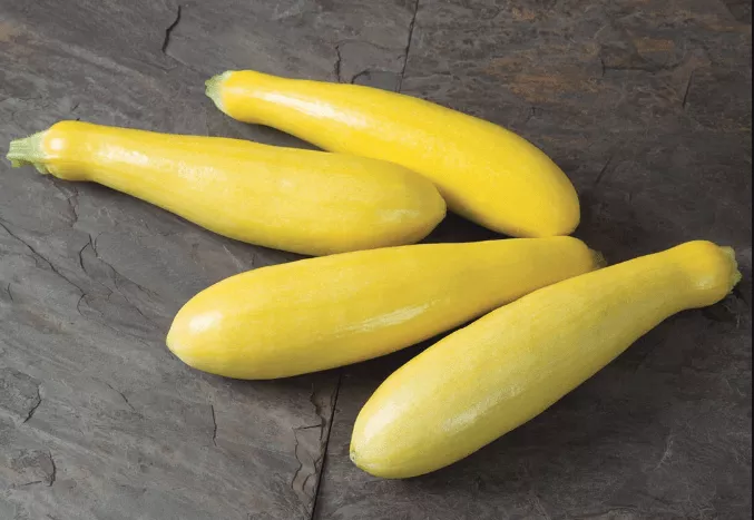 success-pm-straight-neck-squash Success PM Straight Neck Squash