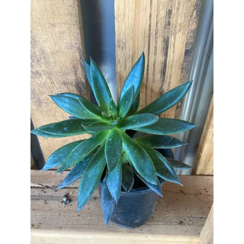 succulent-echeveria-black-knight Succulent, Echeveria Black Knight