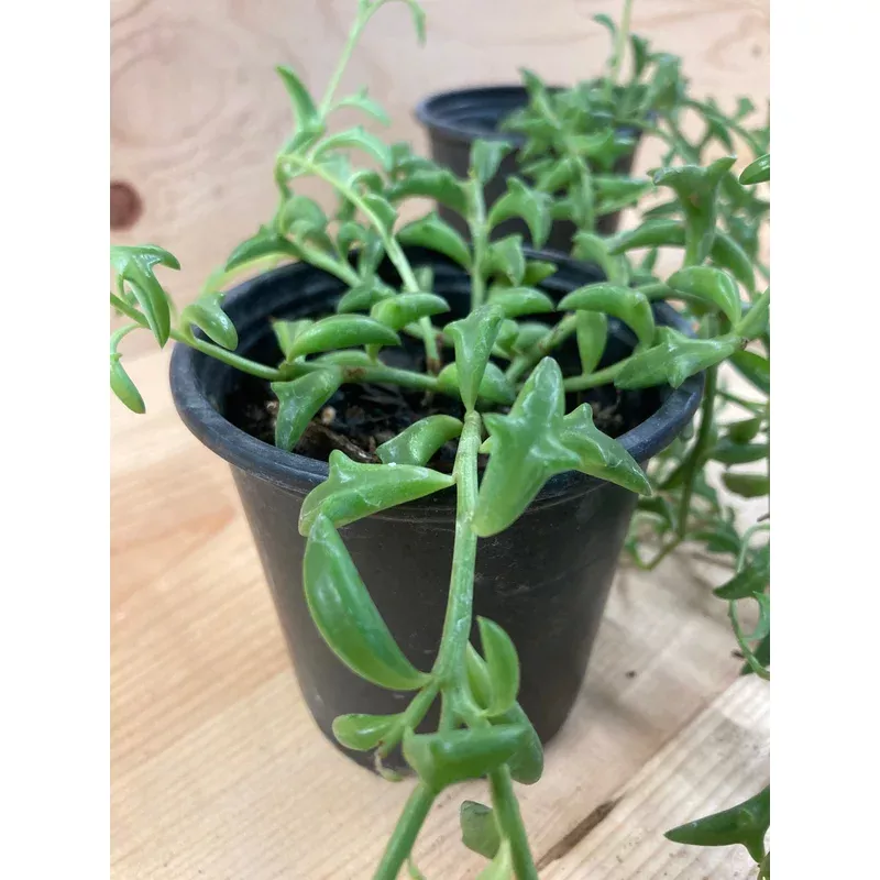 succulent-string-dolphins Succulent, String of Dolphins