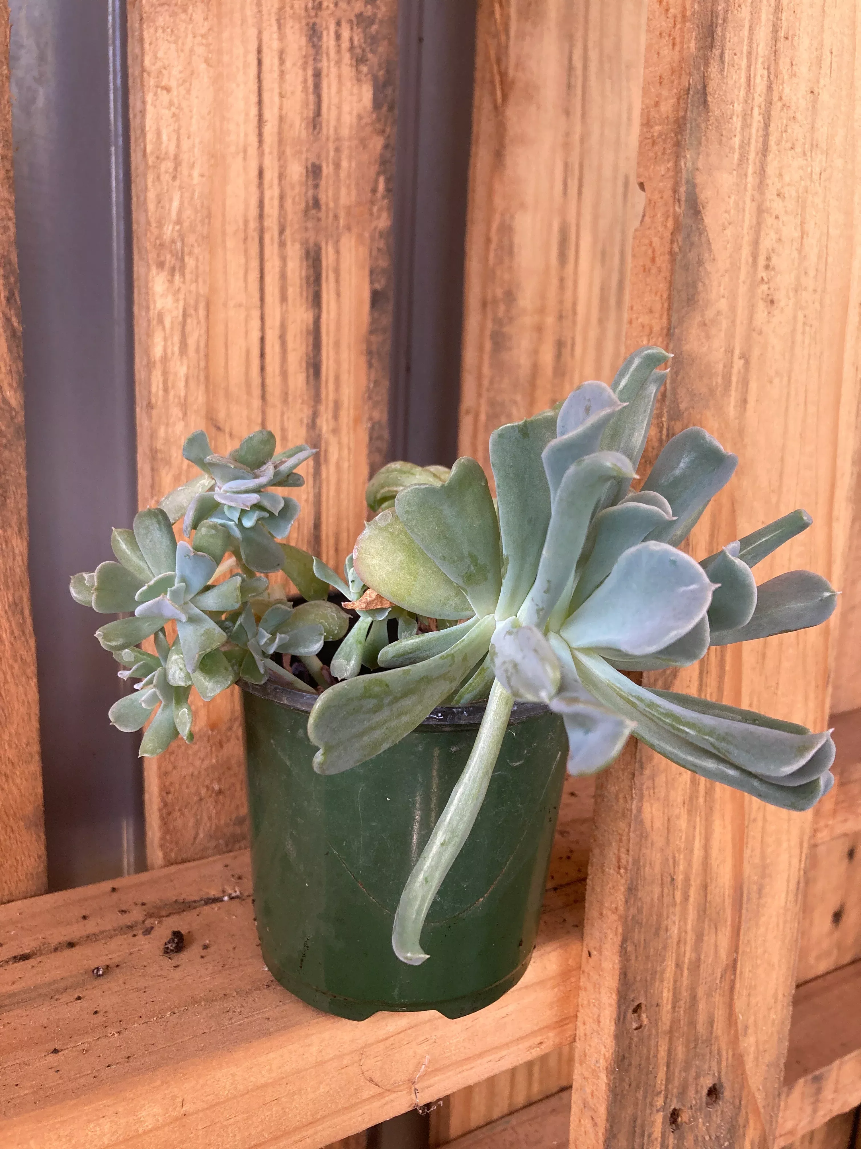 succulent Succulent