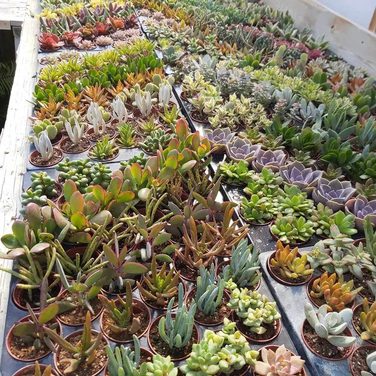 Succulents in 2.25" grower pot