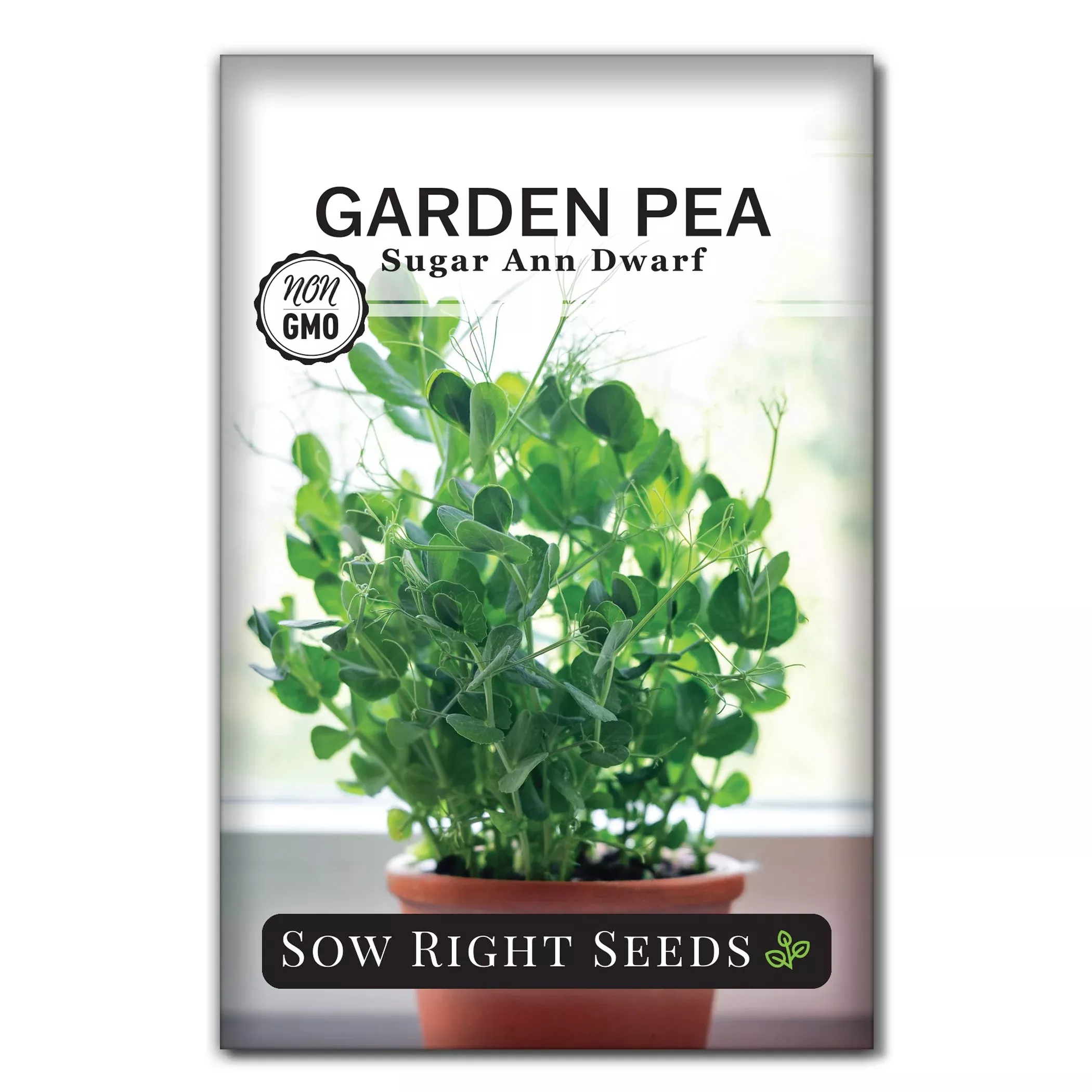 Sugar Ann Dwarf Pea