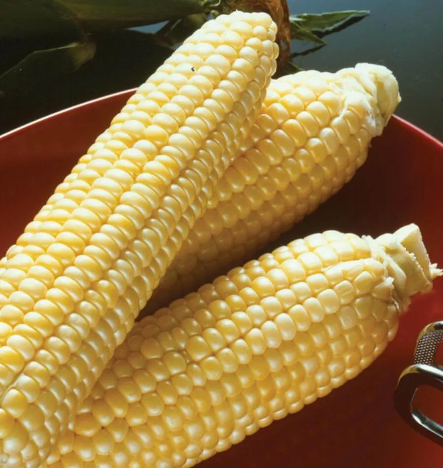 sugar-buns-f1-corn Sugar Buns F1 Corn
