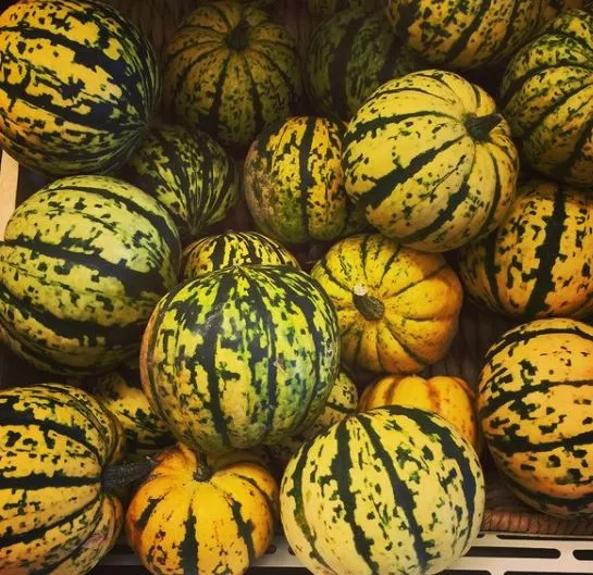 Sugar Dumpling F1 Squash