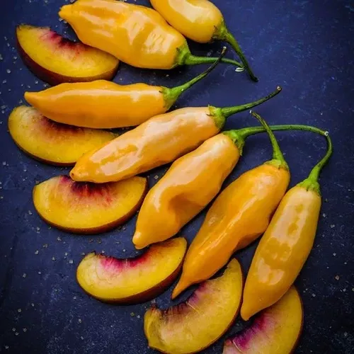 Sugar Rush Peach Pepper