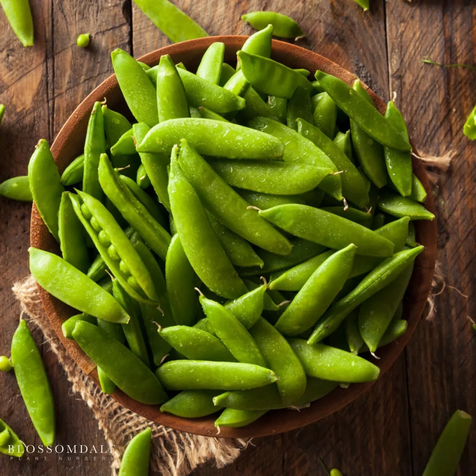 sugar-sprint-snap-pea-seeds Sugar Sprint Snap Pea Seeds
