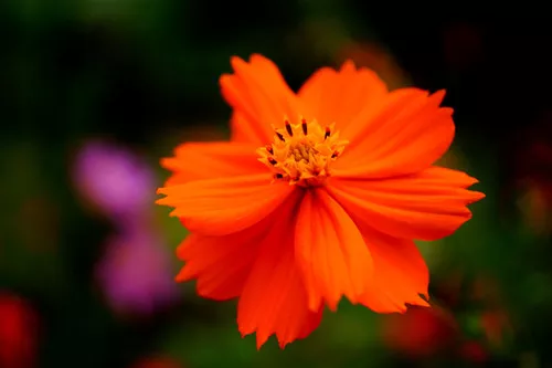 Sulphur Cosmos