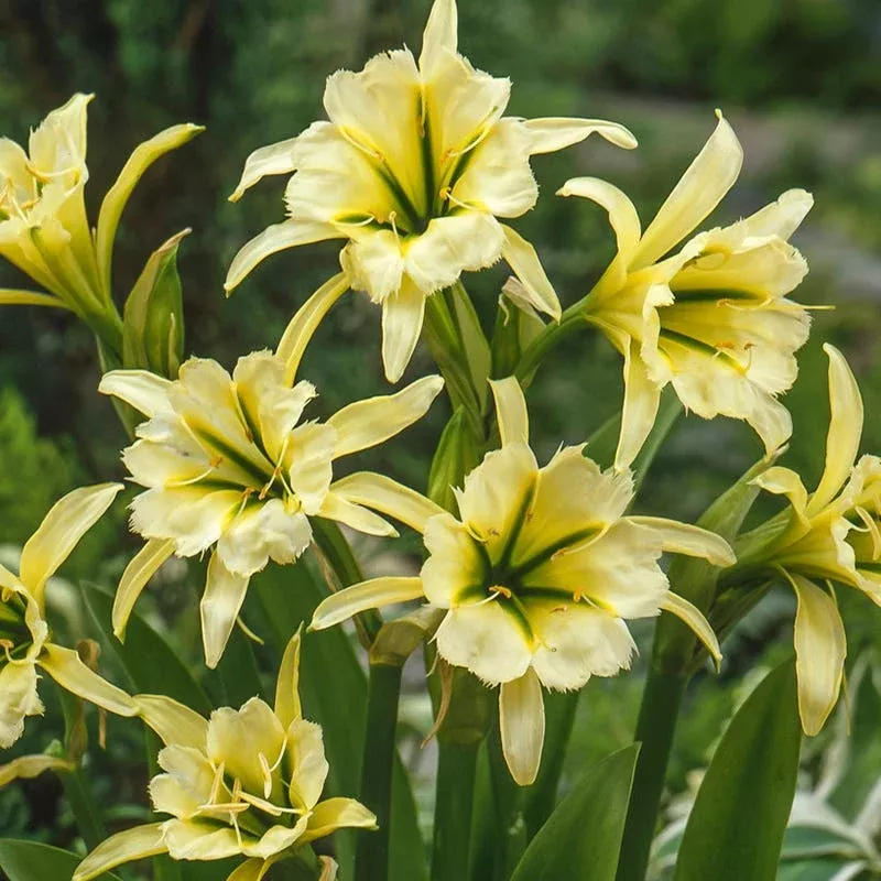 sulphur-queen-peruvian-daffodil Sulphur Queen Peruvian Daffodil