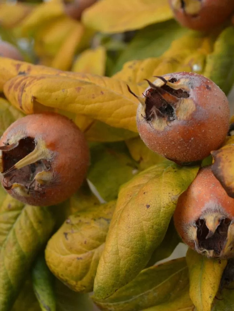 sultan-medlar Sultan Medlar