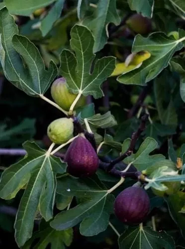 sultane-fig Sultane Fig