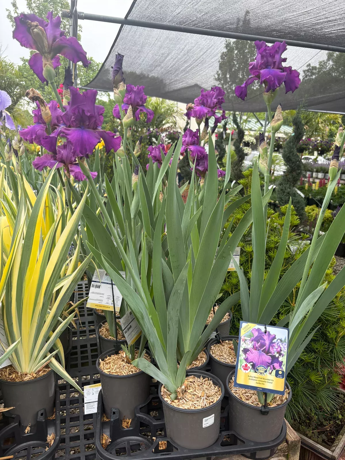 Sultry Mood Bearded Iris