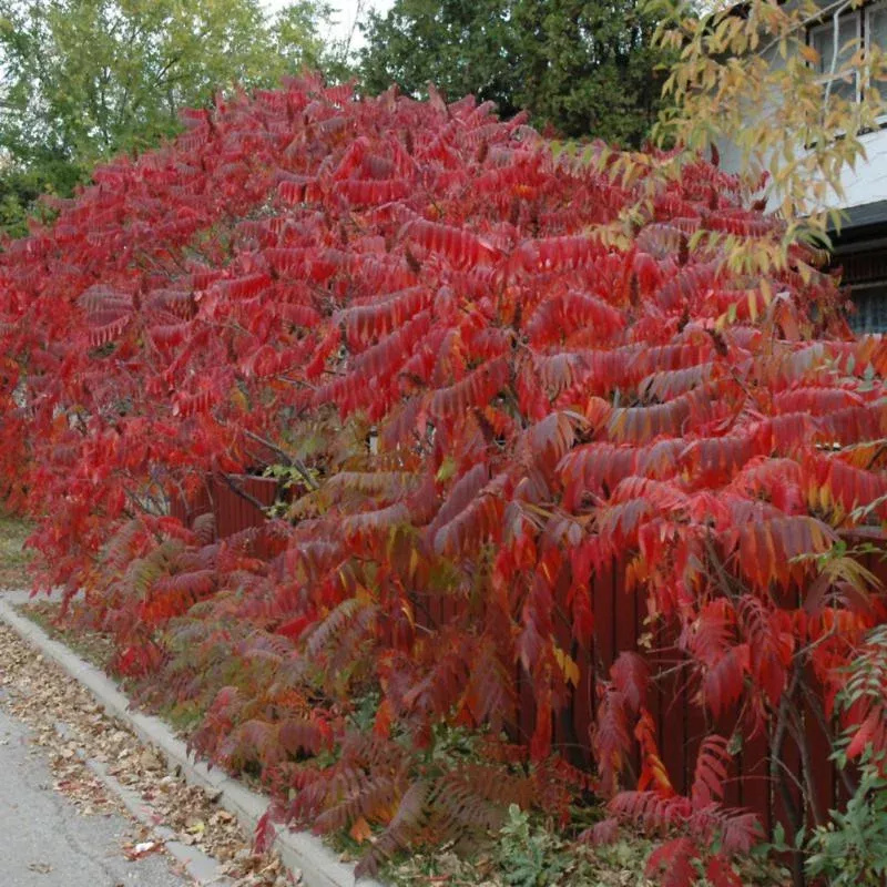 Sumac 'Staghorn'