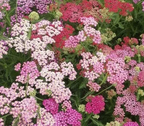 summer-berries-yarrow-mix Summer Berries Yarrow Mix