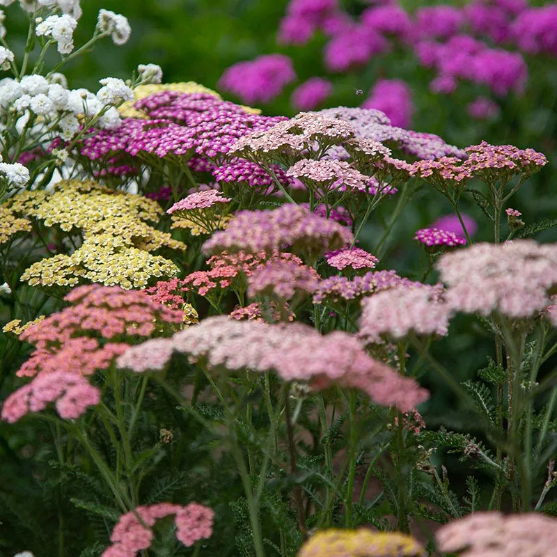 summer-berries-yarrow Summer Berries Yarrow