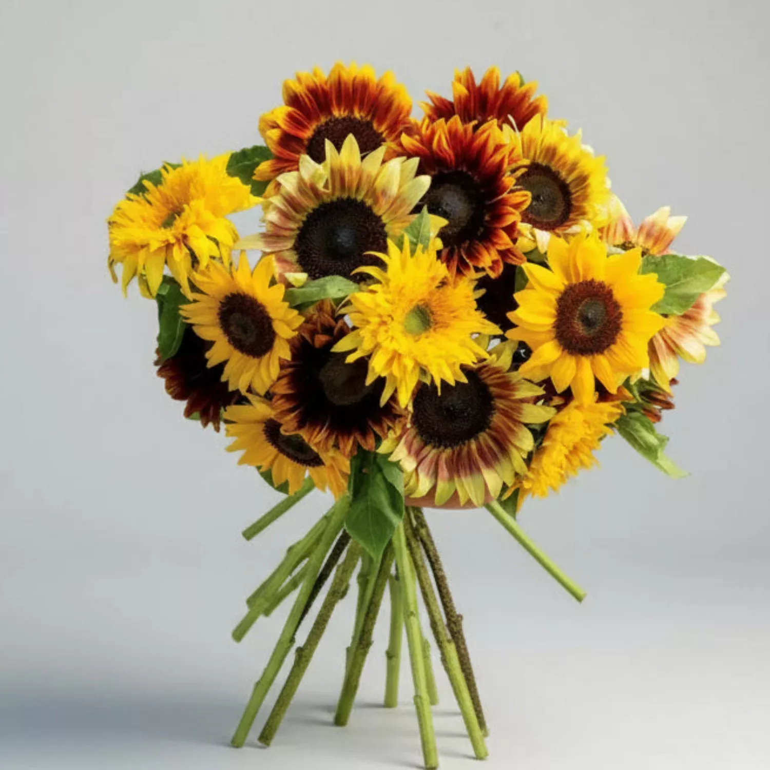 summer-breeze-branching-sunflower-seed Summer Breeze Branching Sunflower Seed