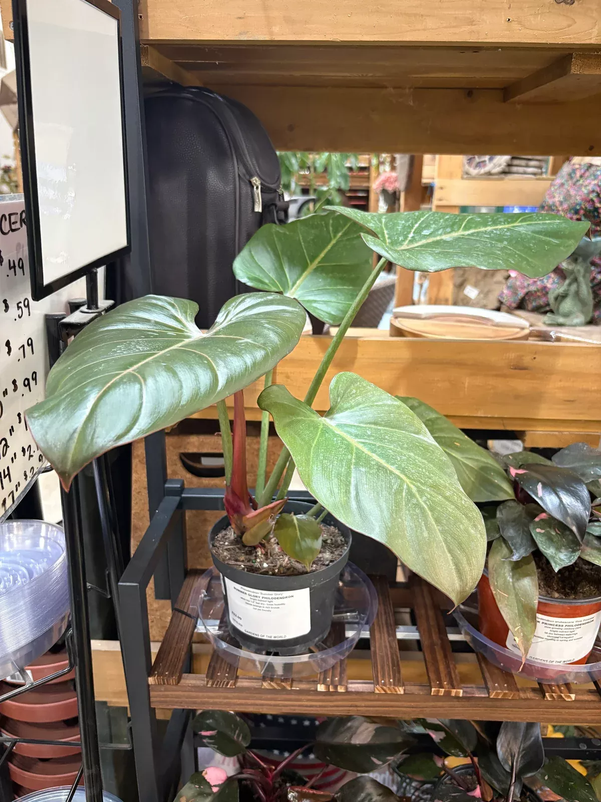 summer-glory-philodendron Summer Glory Philodendron