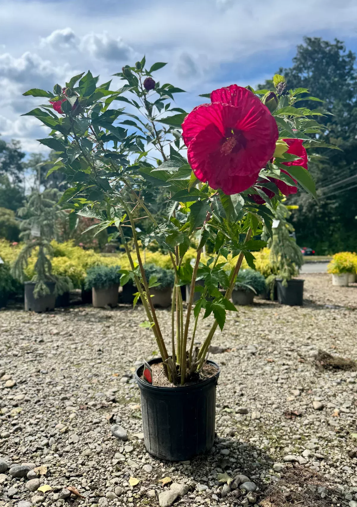 summer-in-paradise-rose-mallow-hibiscus Summer In Paradise Rose Mallow (Hibiscus)