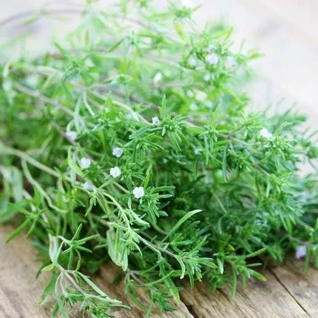 Summer Savory seeds