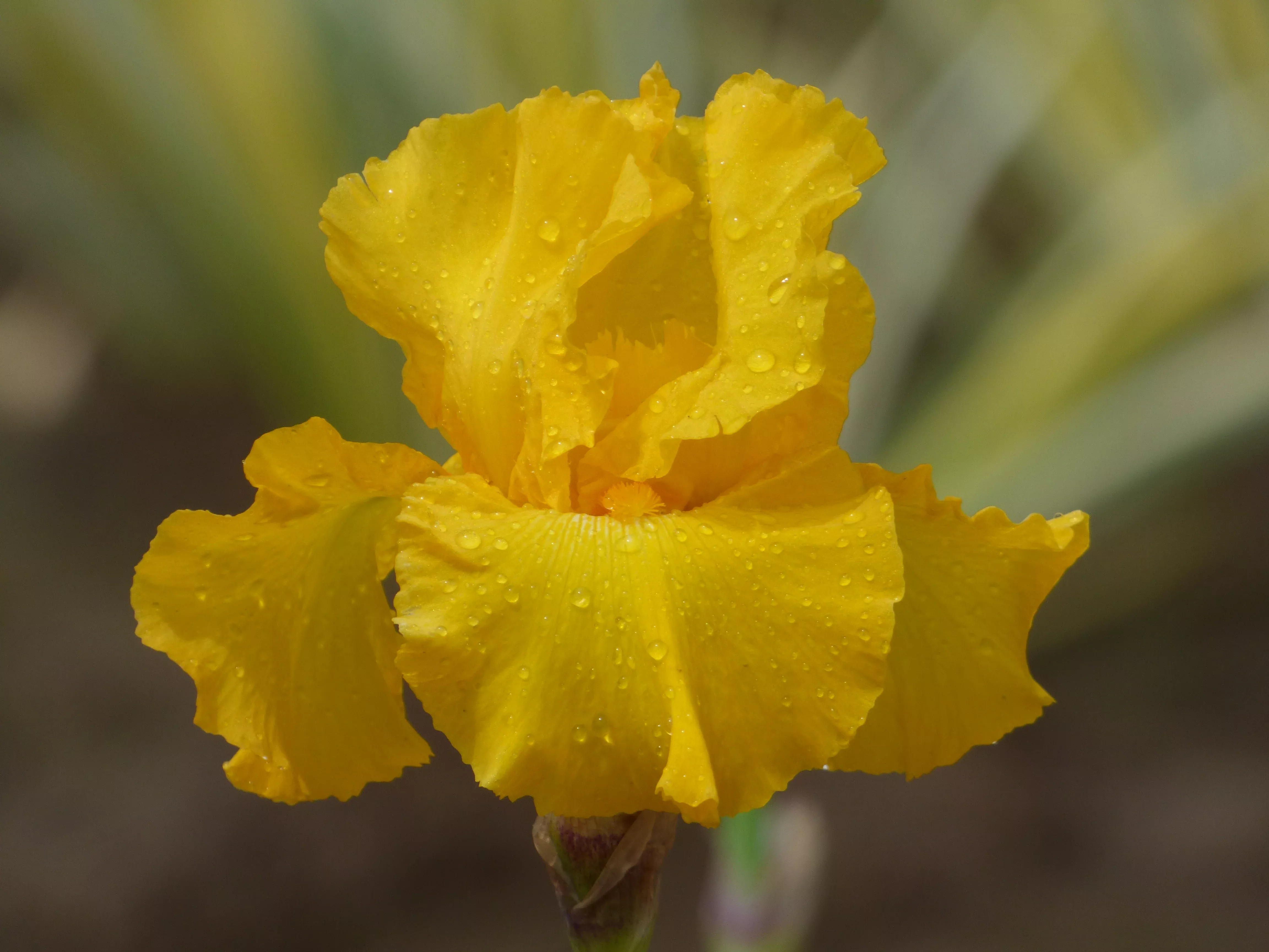 Summer Sunburst